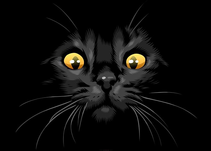 cat black
