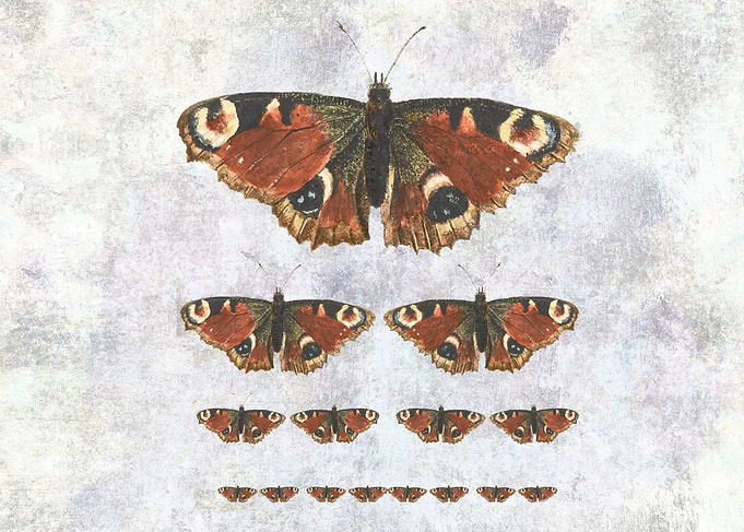 Peacock butterfly