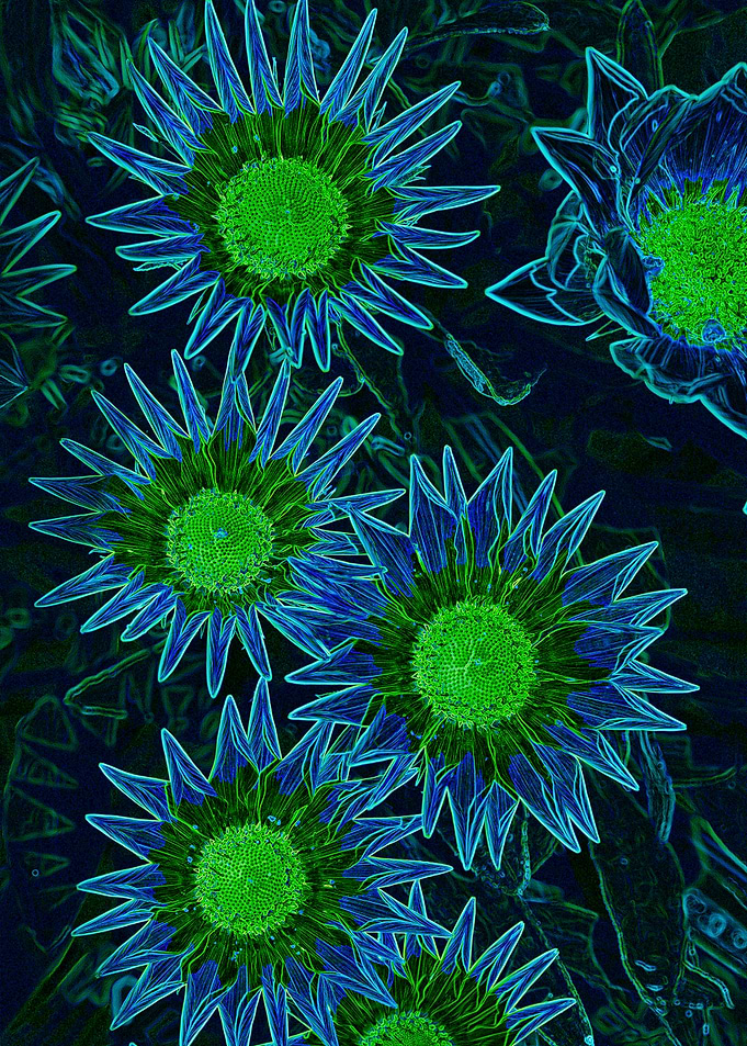 sunflower luminescent