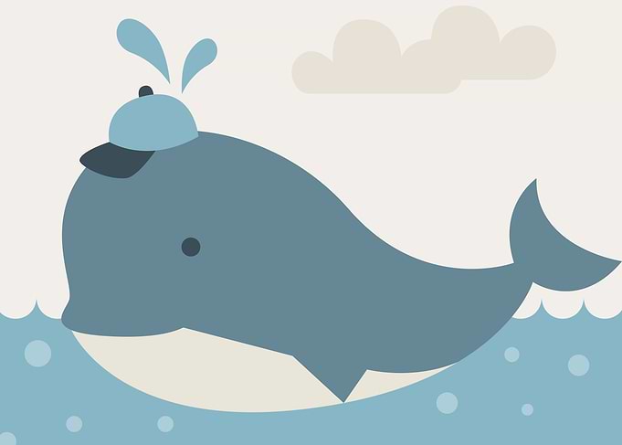 Baby Boy Whale