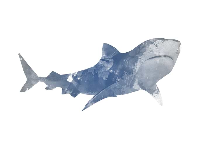 Shark