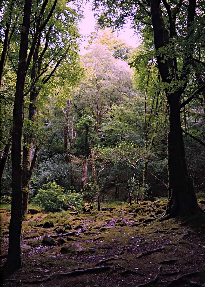 The enchanted forest by the Torc Falls in Ireland.