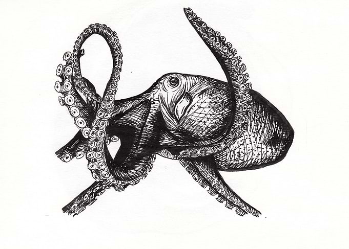 Octopus