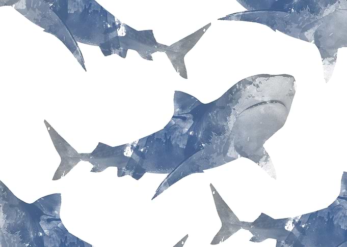 The world is full of Sharks