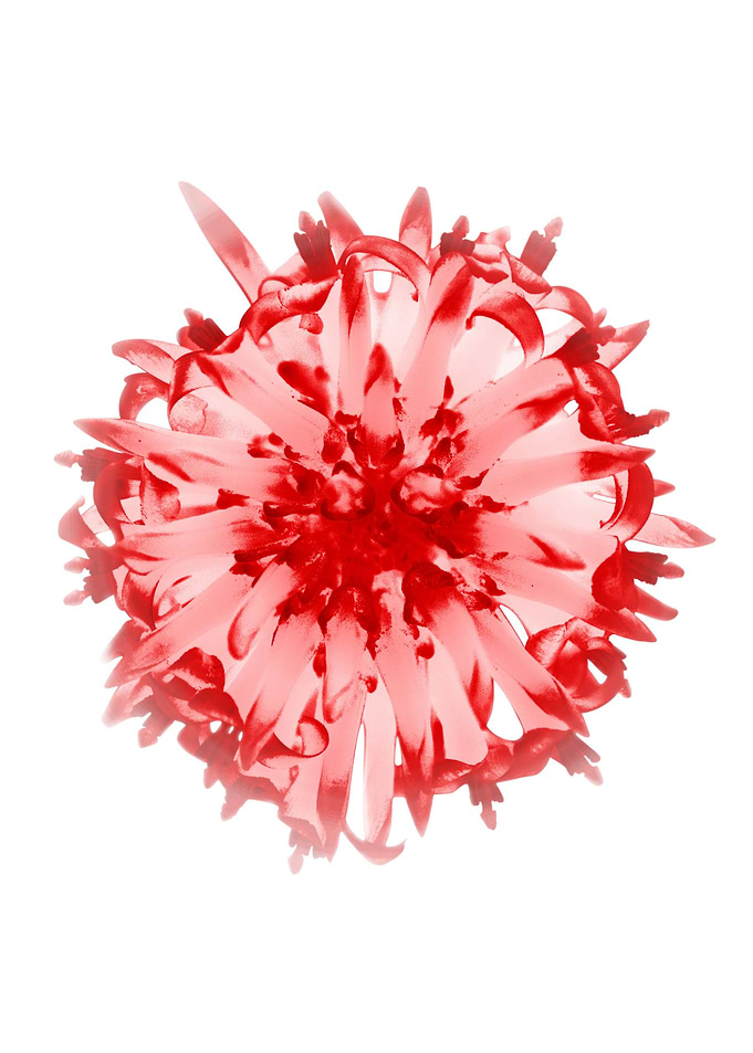 Bromeliad · Light Version