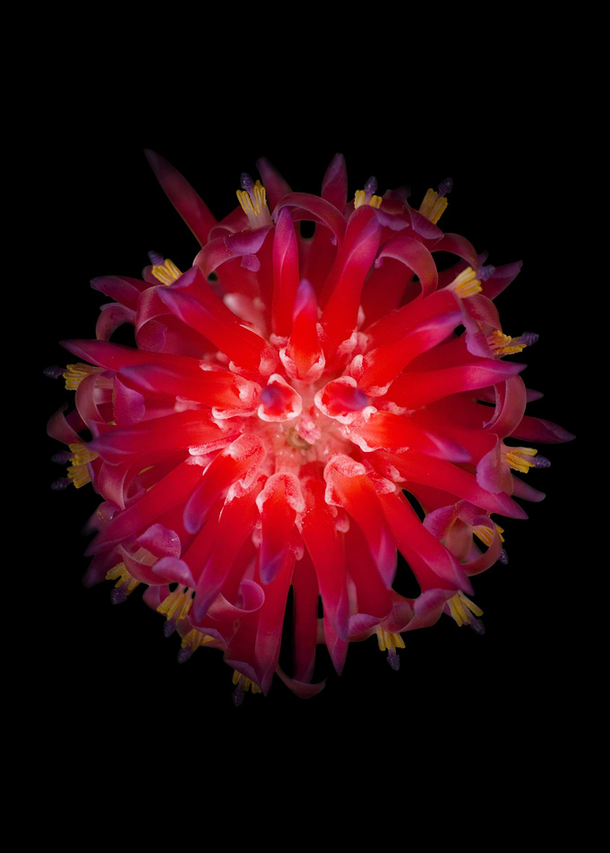 Bromeliad · Dark Version