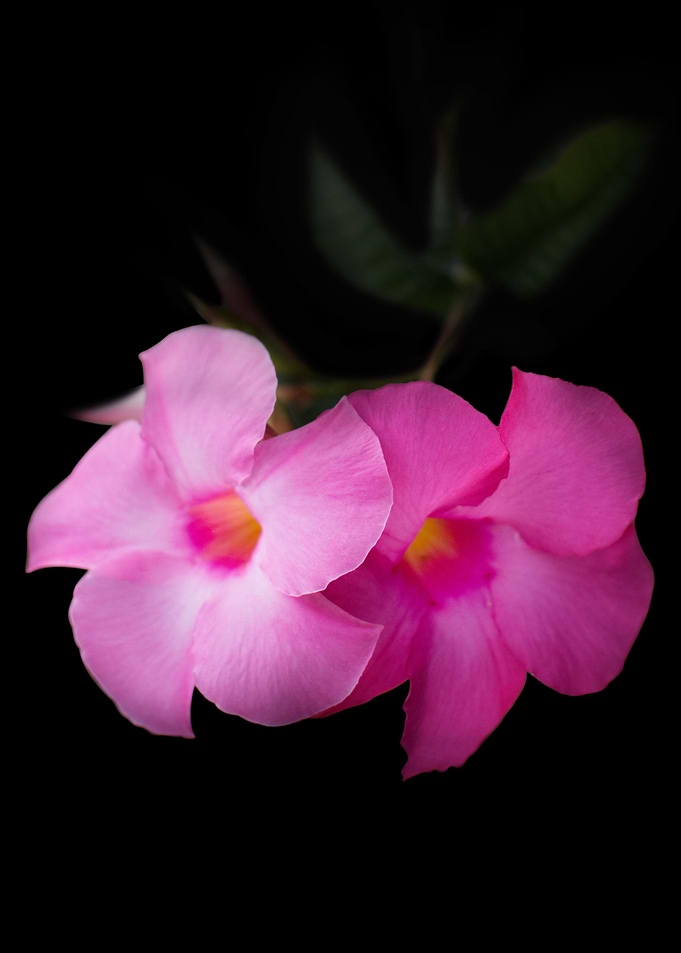 A pair of Beauty