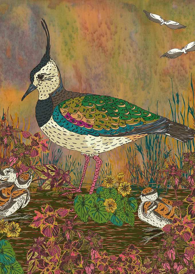 Beautiful and unusual lapwing with chicks. Ground-neste ...