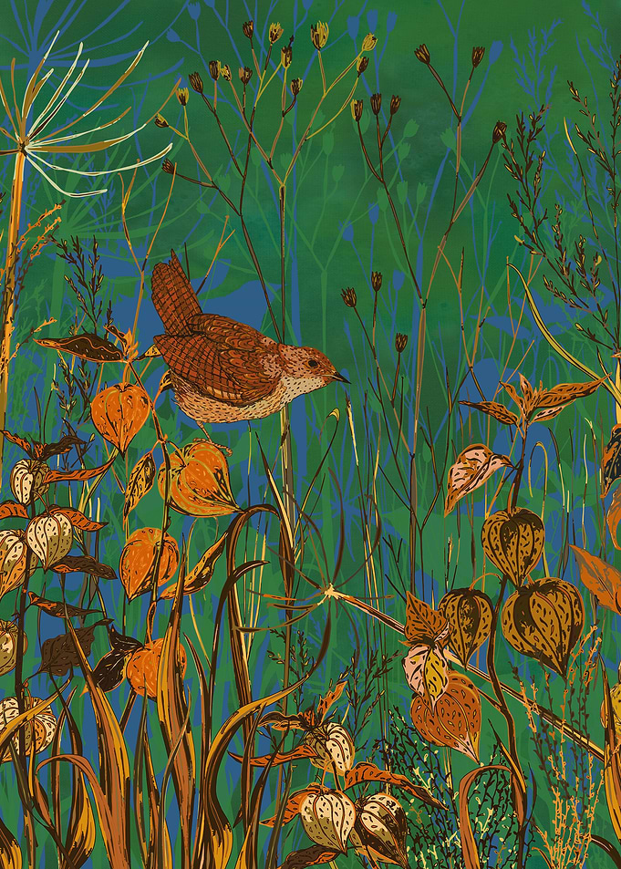 Winter glimpse of a tiny wren hopping amongst the physa ...