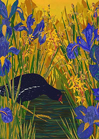 Pretty little moorhen amongst the irises. Intricate ha ...