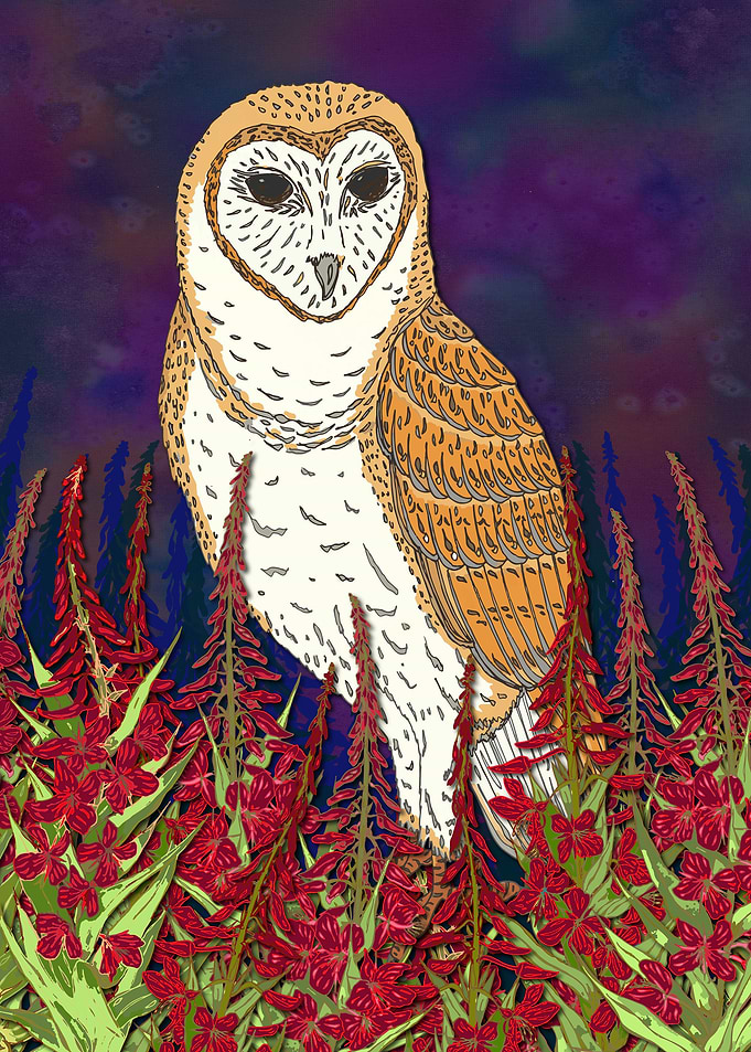 Beautiful barn owl, sat amongst the rosebay willowherb ...