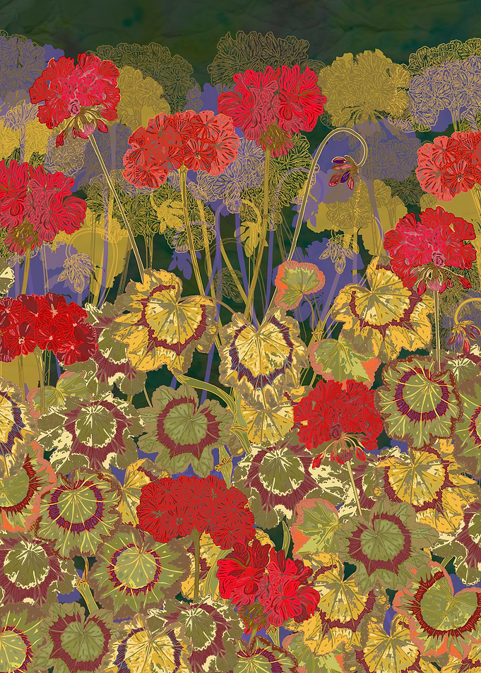Summer days! Vibrant red geraniums are a summer essenti ...