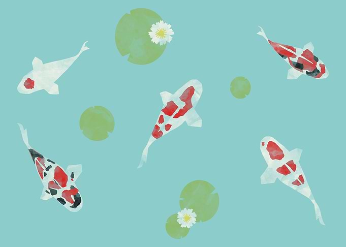 Koi