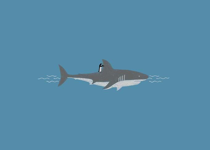 Shark Surfing