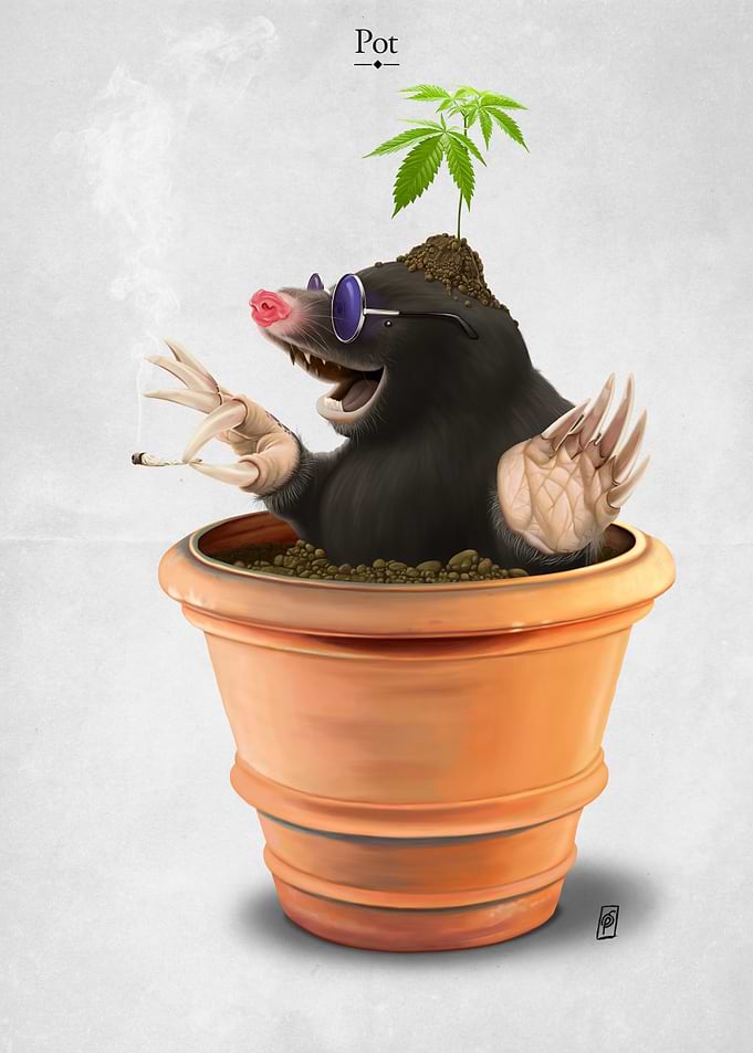 Pot