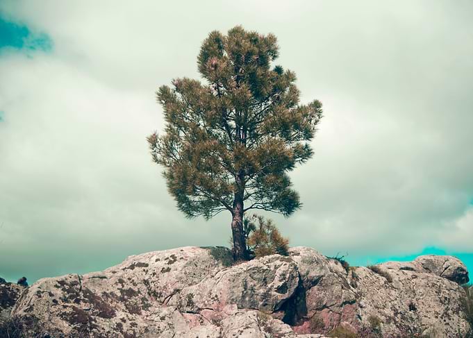 This was a lonely tree. It was waiting for me. Then we ...