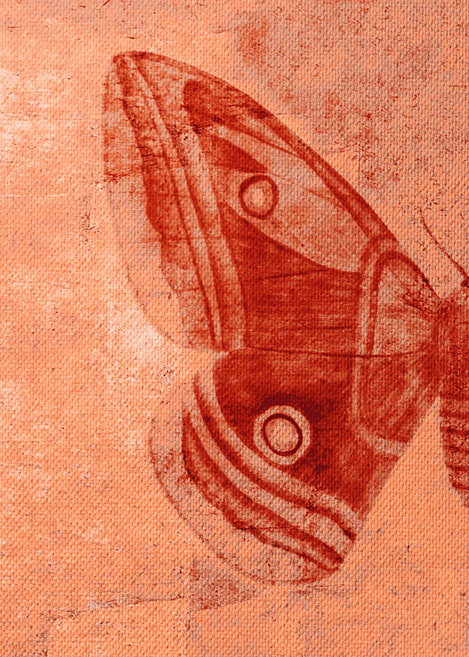 Moths 1