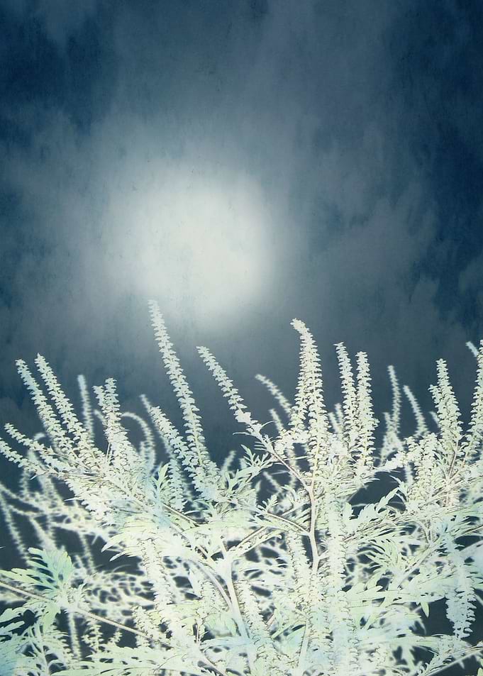 Silver Moon