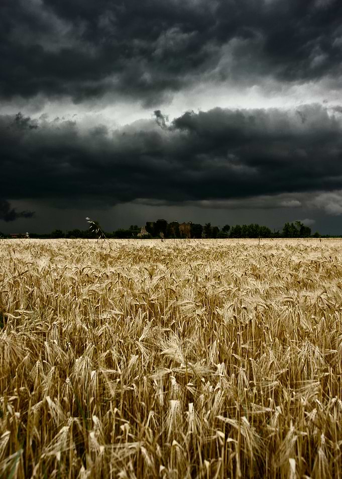 a wheat field with a big storm approaching.