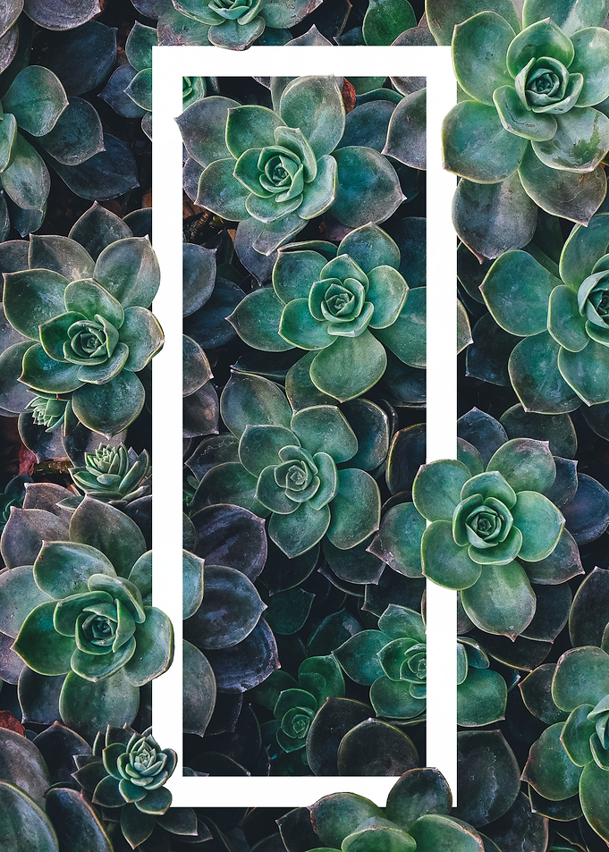 Cacti & Geometry