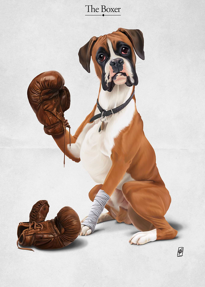 The Boxer