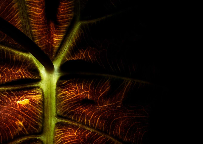 Leaf