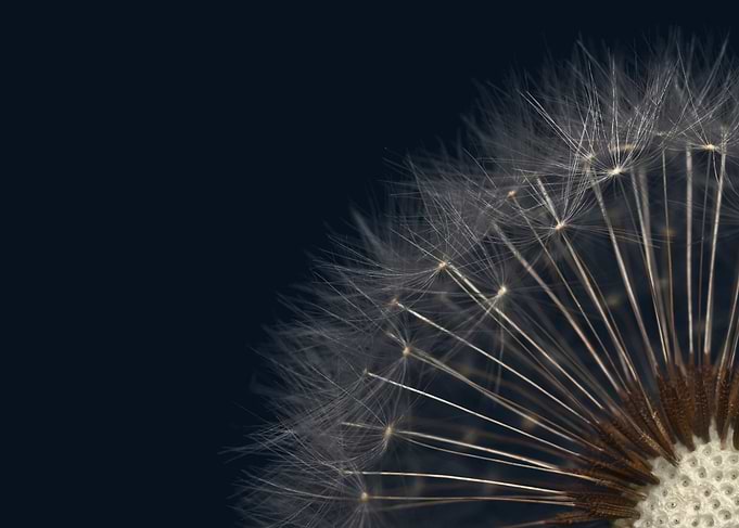 Dandelion