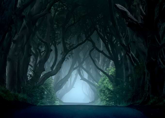 Dark Hedges at cold dawn. Ireland
