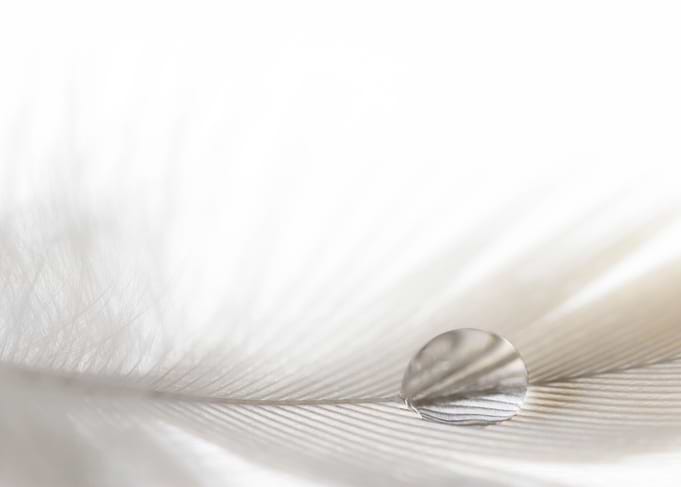 Feather