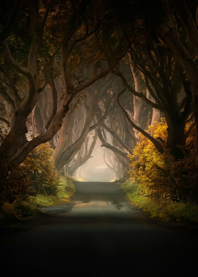 Dark Hedges in Ireland