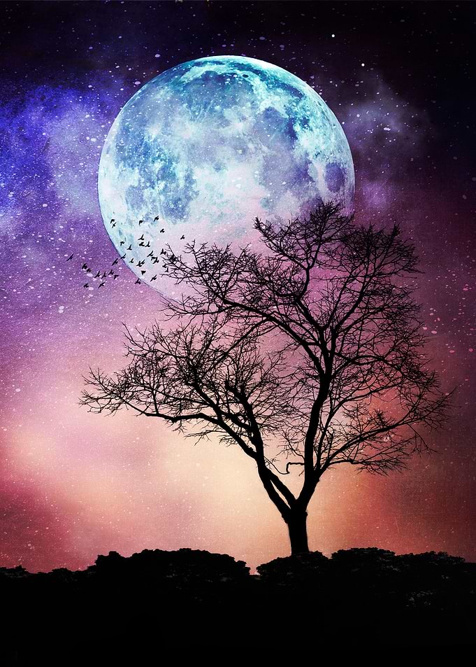 moon tree