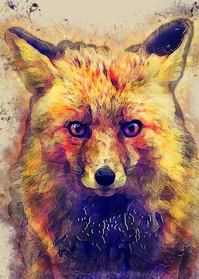 Little fox