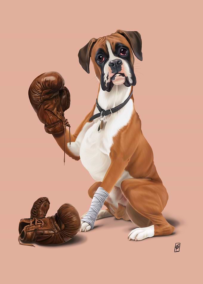 The Boxer (colour)