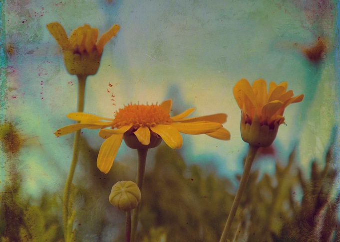 Color photograph