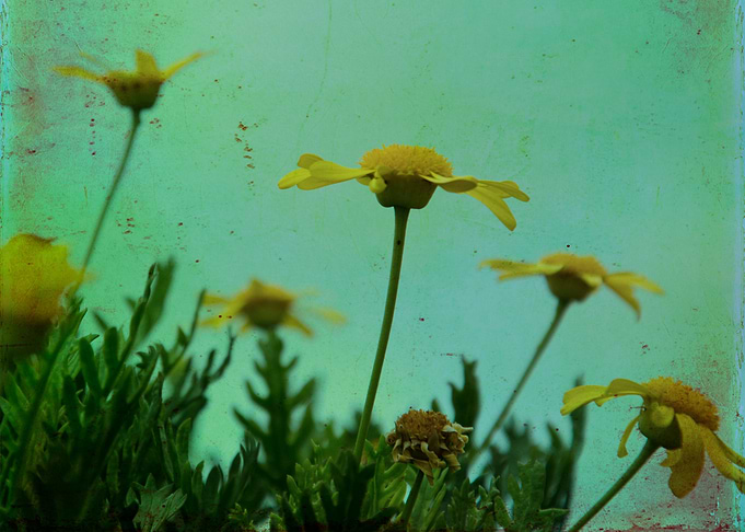 Color photograph