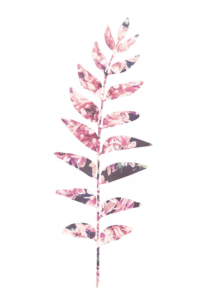 A Single Floral Leaf by Lisa Guen Design