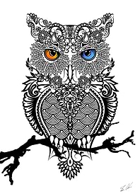 The Owl