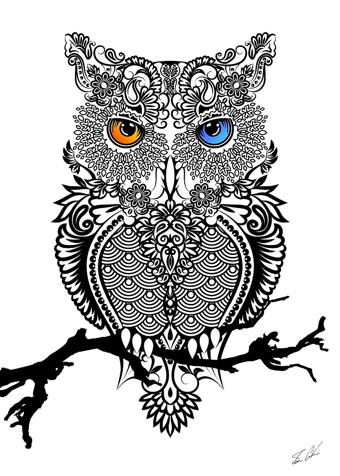 The Owl