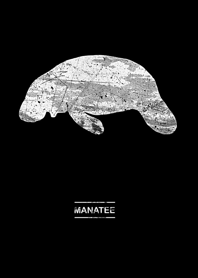 Manatee