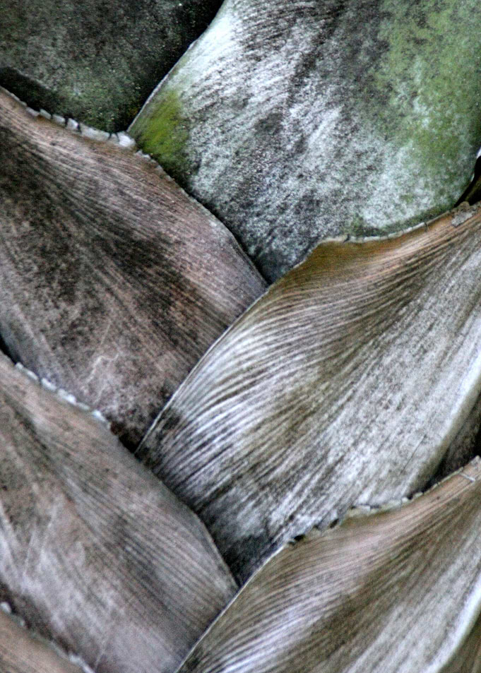 palm pattern