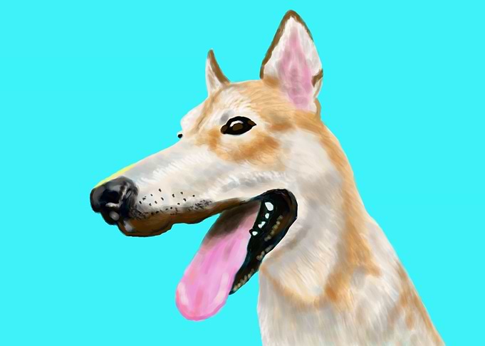 Dog.