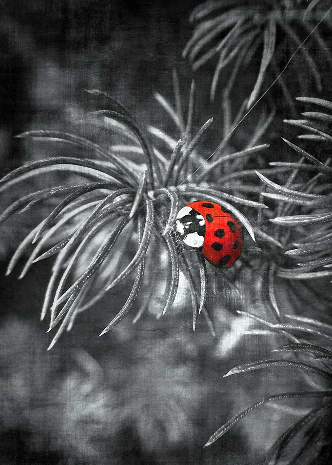 The Ladybug
