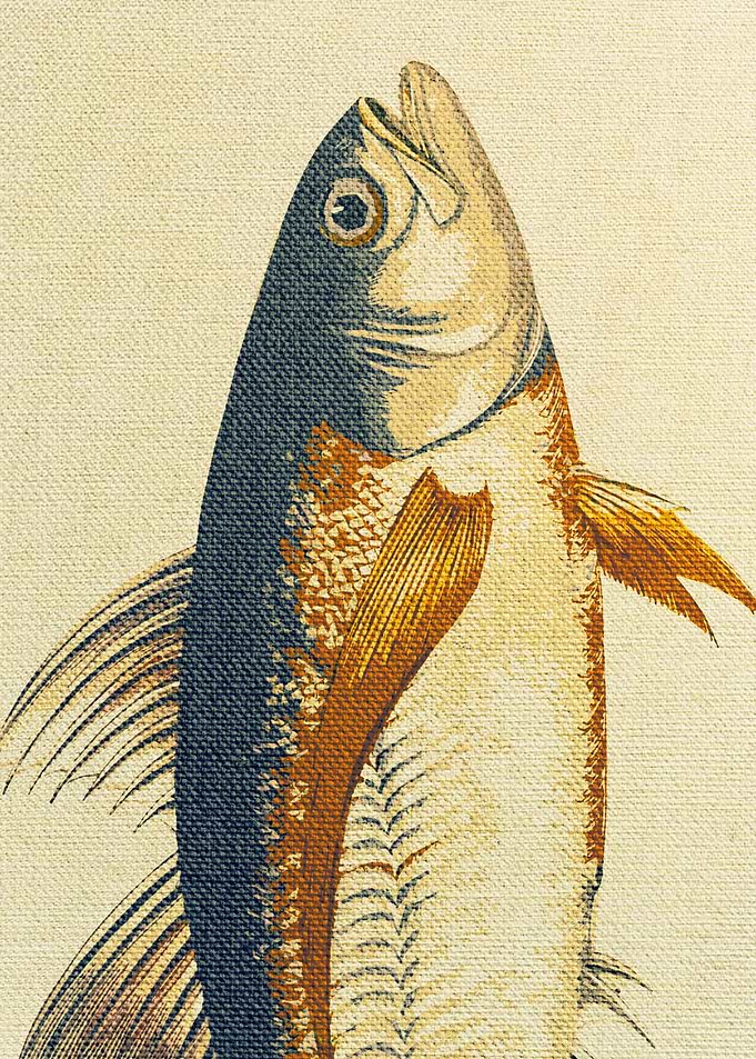 Piscibus 8