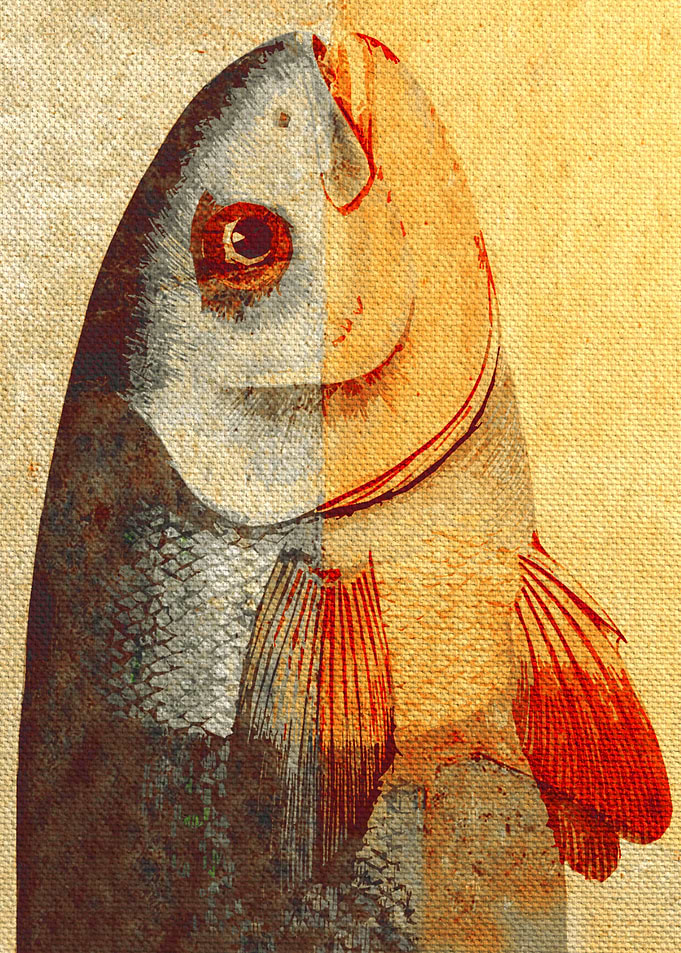 Piscibus 7