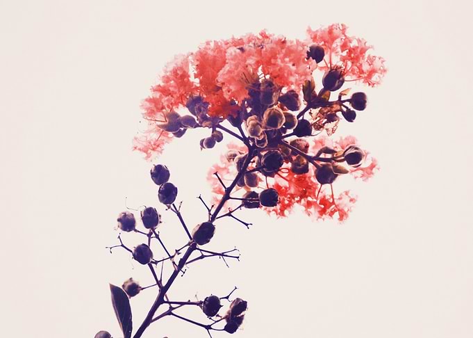 Holy Crape Myrtle! By Lisa Guen Design