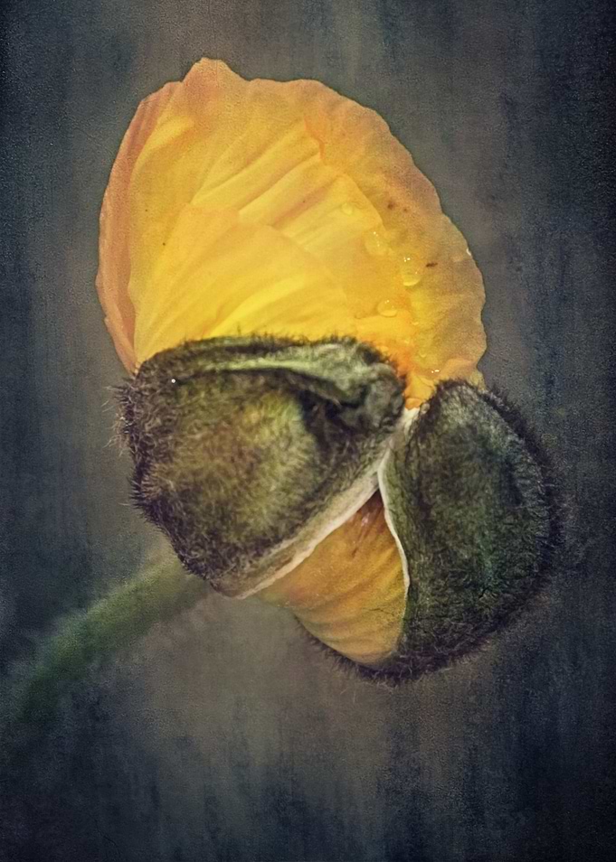 New Life