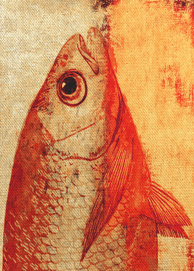 Piscibus 11