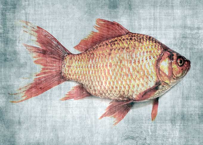 A Fish Out of Water