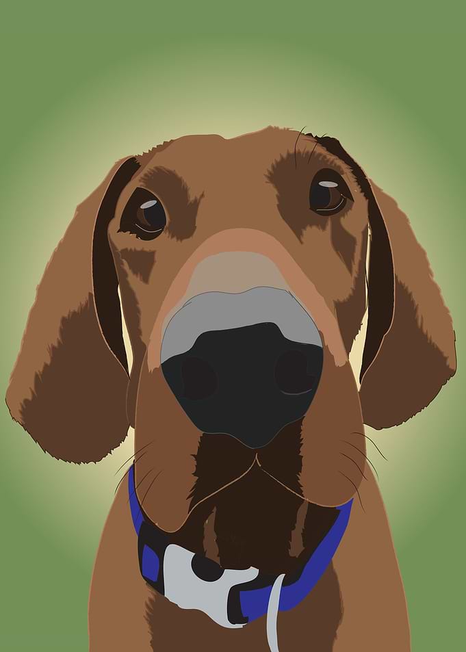 This is Buddy from my pet animal collection