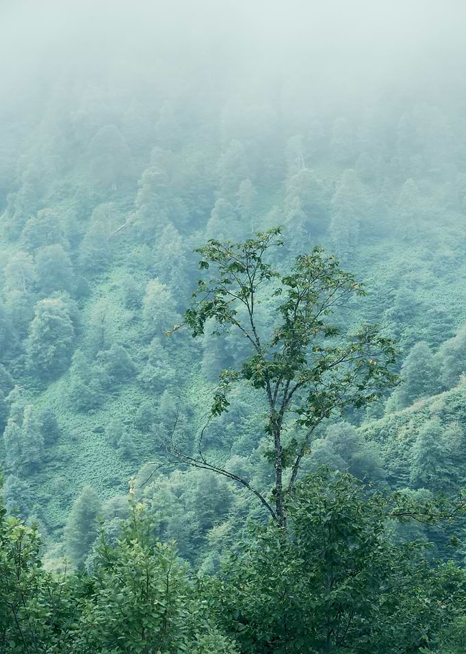 Tree in a Fog
